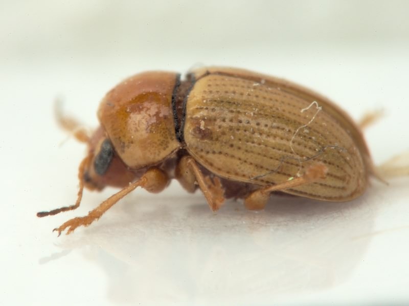 Cryptocephalus Geoffroy, 1762